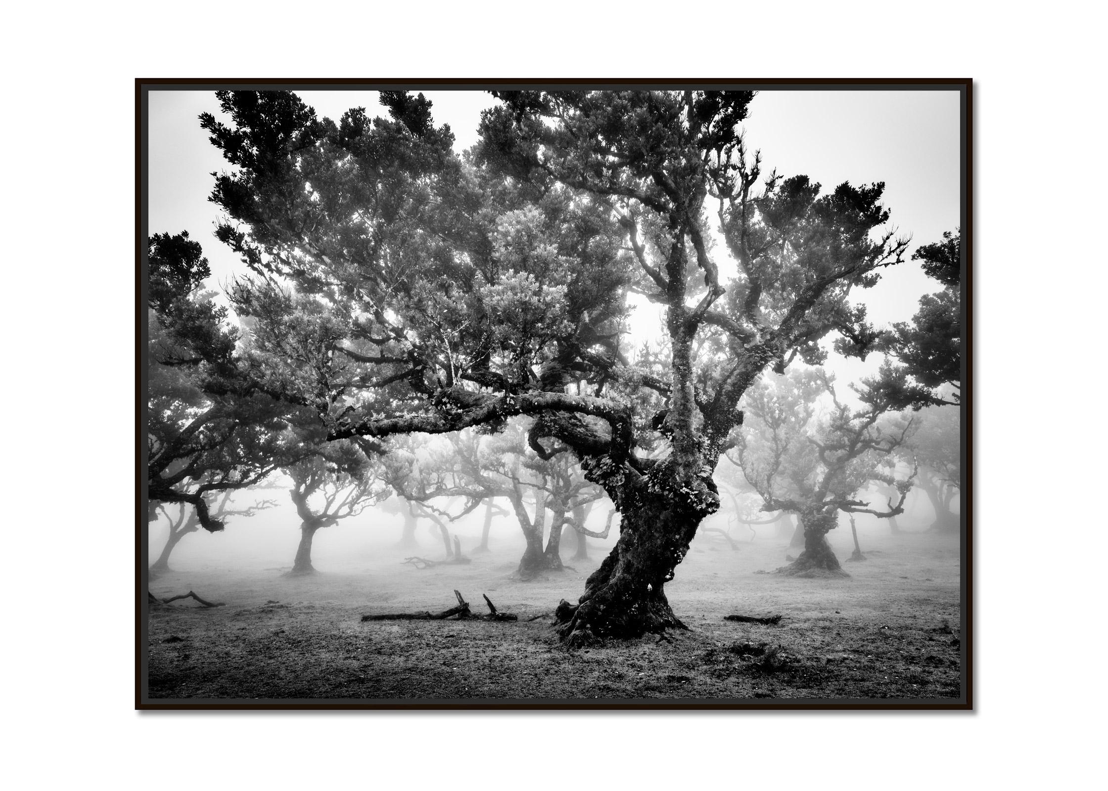 Ancient Laurisilva Forest, foggy tree, Madeira, fine art photography, landscape - Photograph by Gerald Berghammer