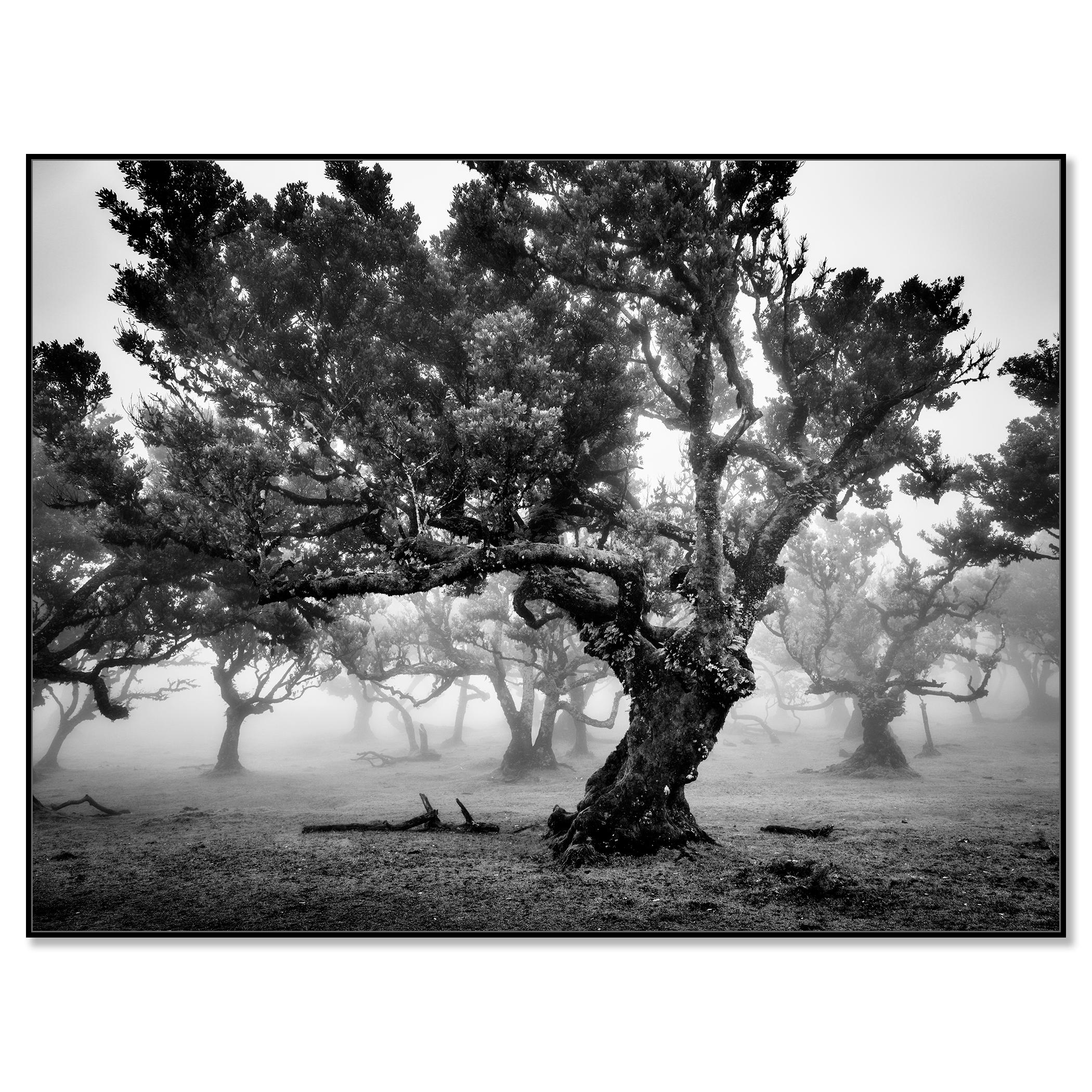 Antiker Laurisilva-Wälder, Nebelbaum, Madeira, Kunstfotografie, Landschaft – Photograph von Gerald Berghammer