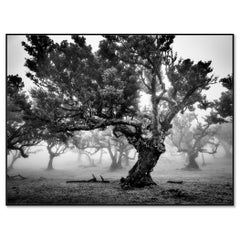 Ancient Laurisilva Forest, Foggy Tree, Madeira – Fine Art Landscape Photography