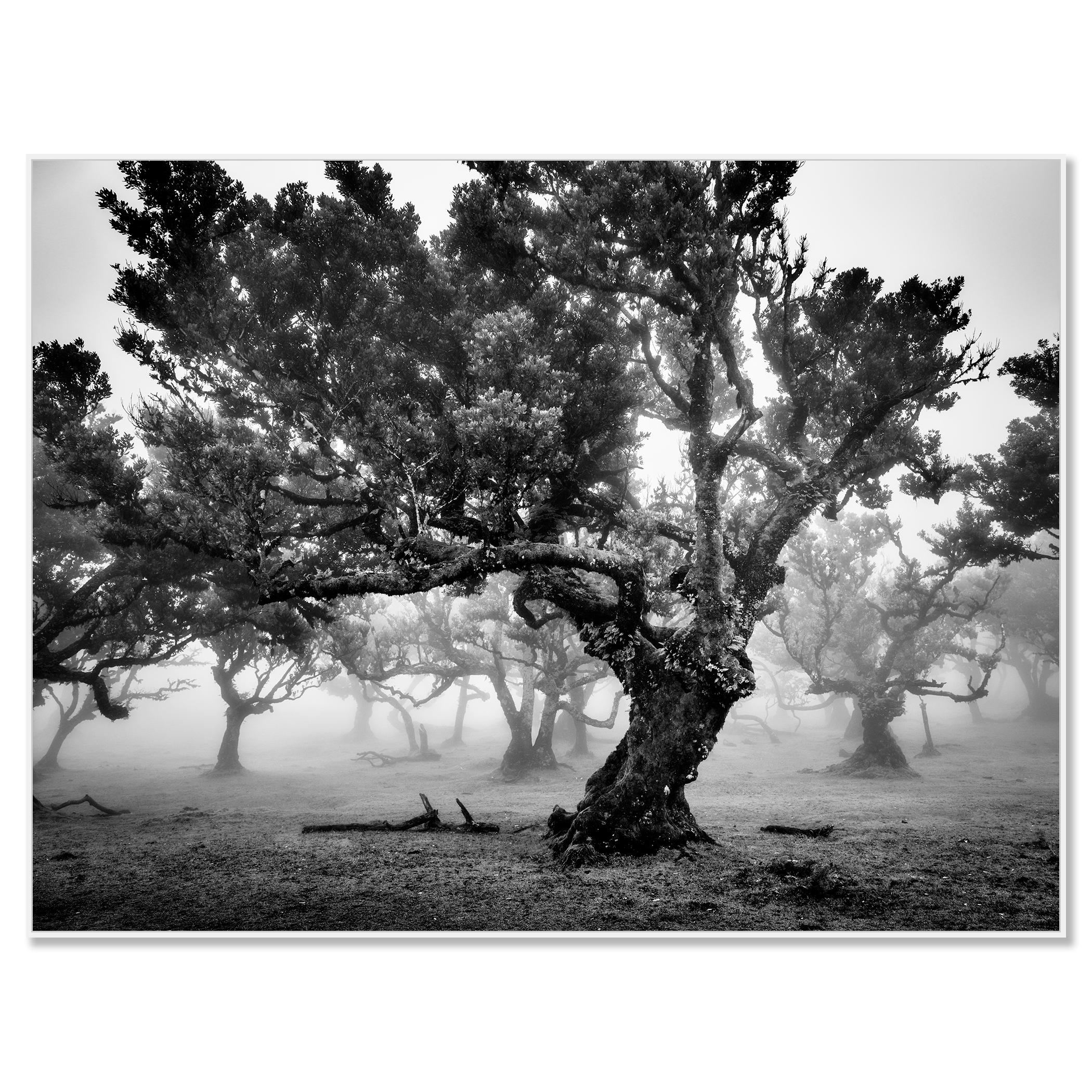 Antiker Laurisilva-Wälder, Nebelbaum, Madeira, Kunstfotografie, Landschaft (Zeitgenössisch), Photograph, von Gerald Berghammer