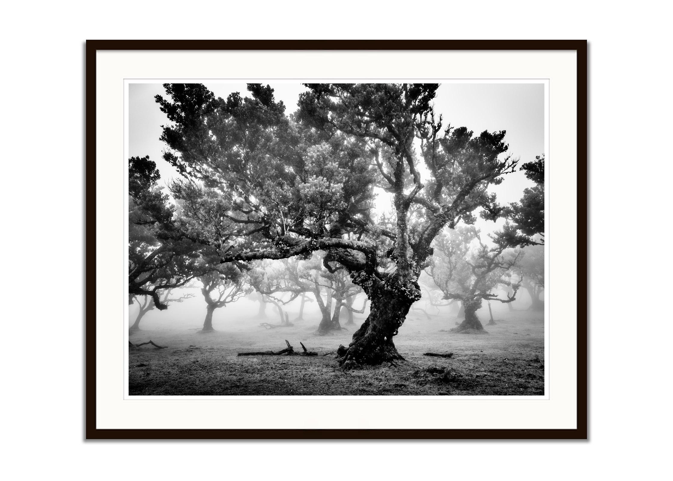 Ancient Laurisilva Forest, foggy tree, Madeira, fine art photography, landscape - Contemporary Photograph by Gerald Berghammer