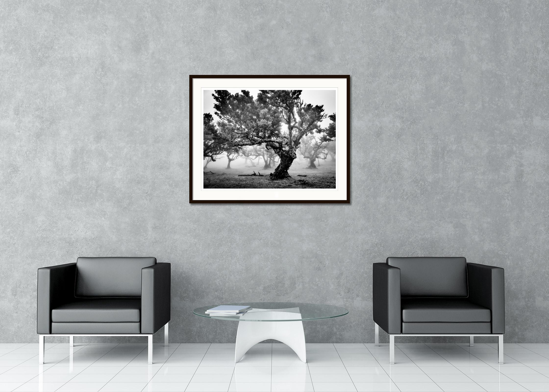 Ancient Laurisilva Forest, foggy tree, Madeira, fine art photography, landscape - Gray Black and White Photograph by Gerald Berghammer