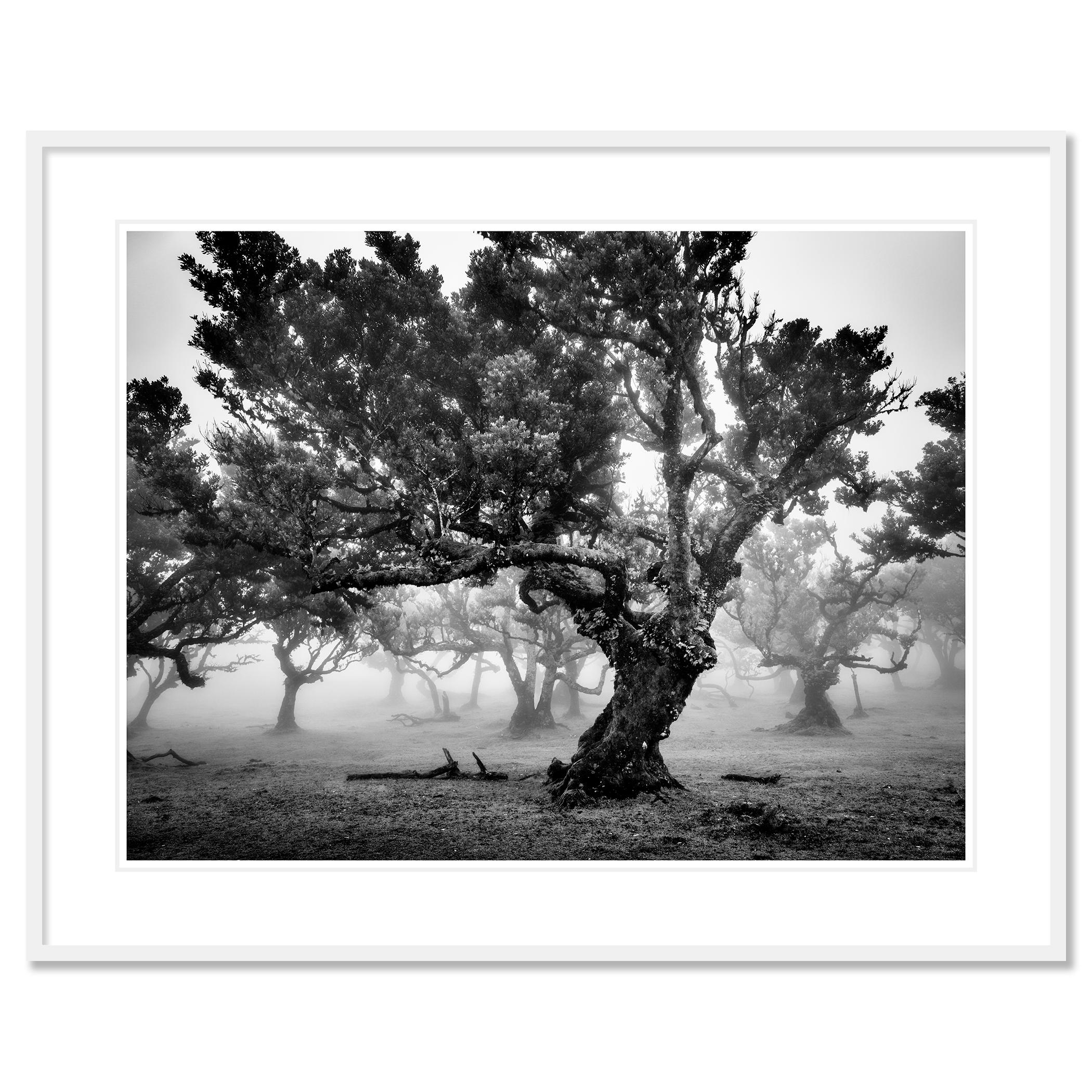 Antiker Laurisilva-Wälder, Nebelbaum, Madeira, Kunstfotografie, Landschaft im Angebot 1
