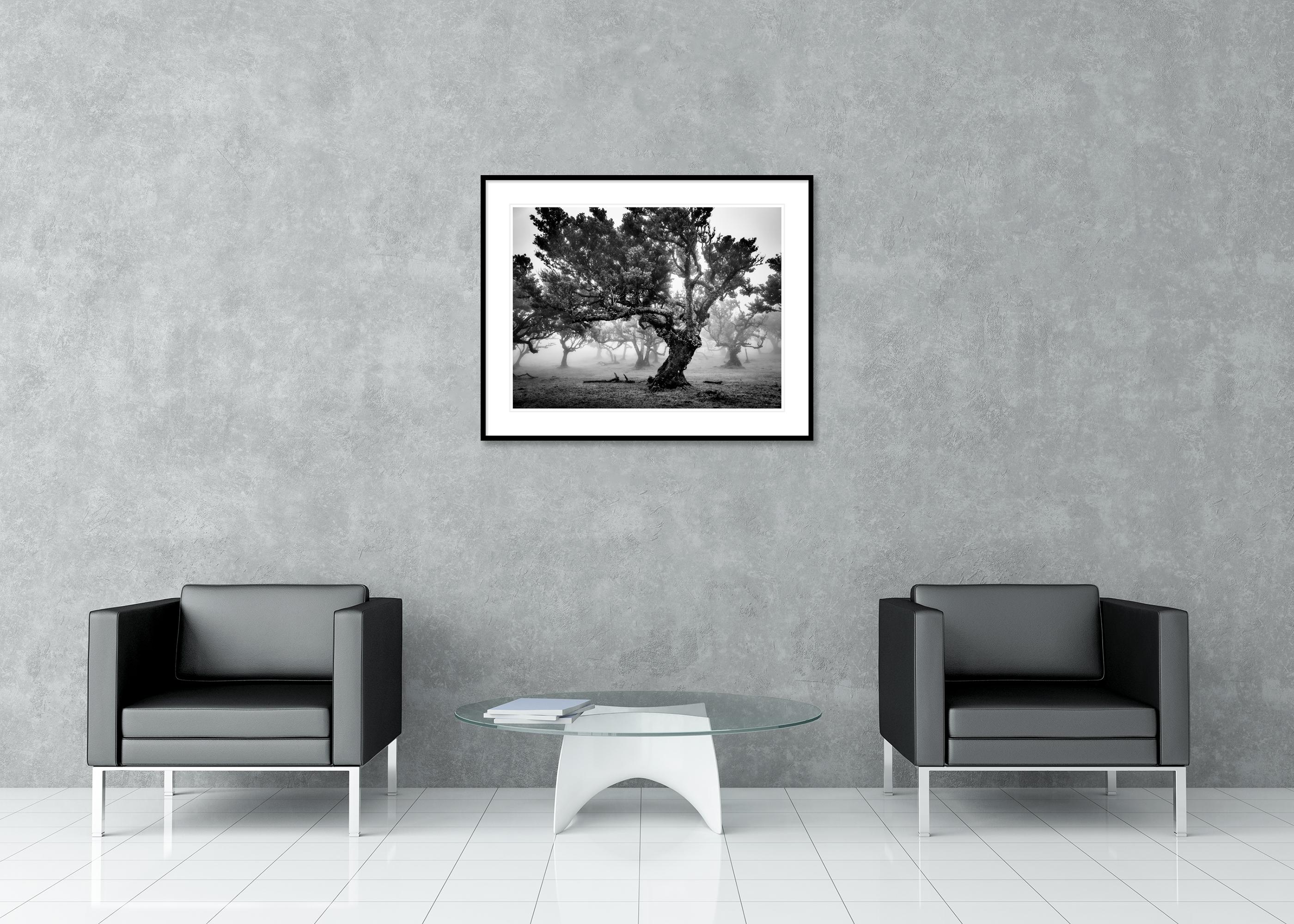 Antiker Laurisilva-Wälder, Nebelbaum, Madeira, Kunstfotografie, Landschaft im Angebot 2