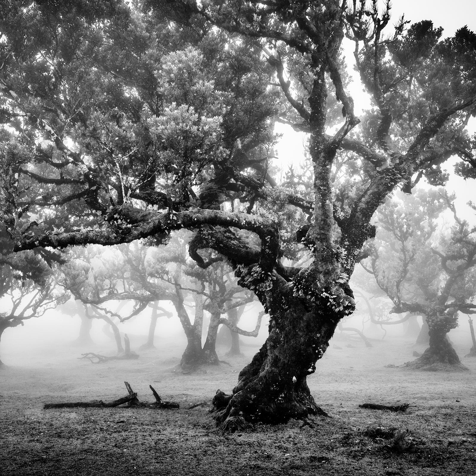 Ancient Laurisilva Forest, foggy tree, Madeira, fine art photography, landscape For Sale 2