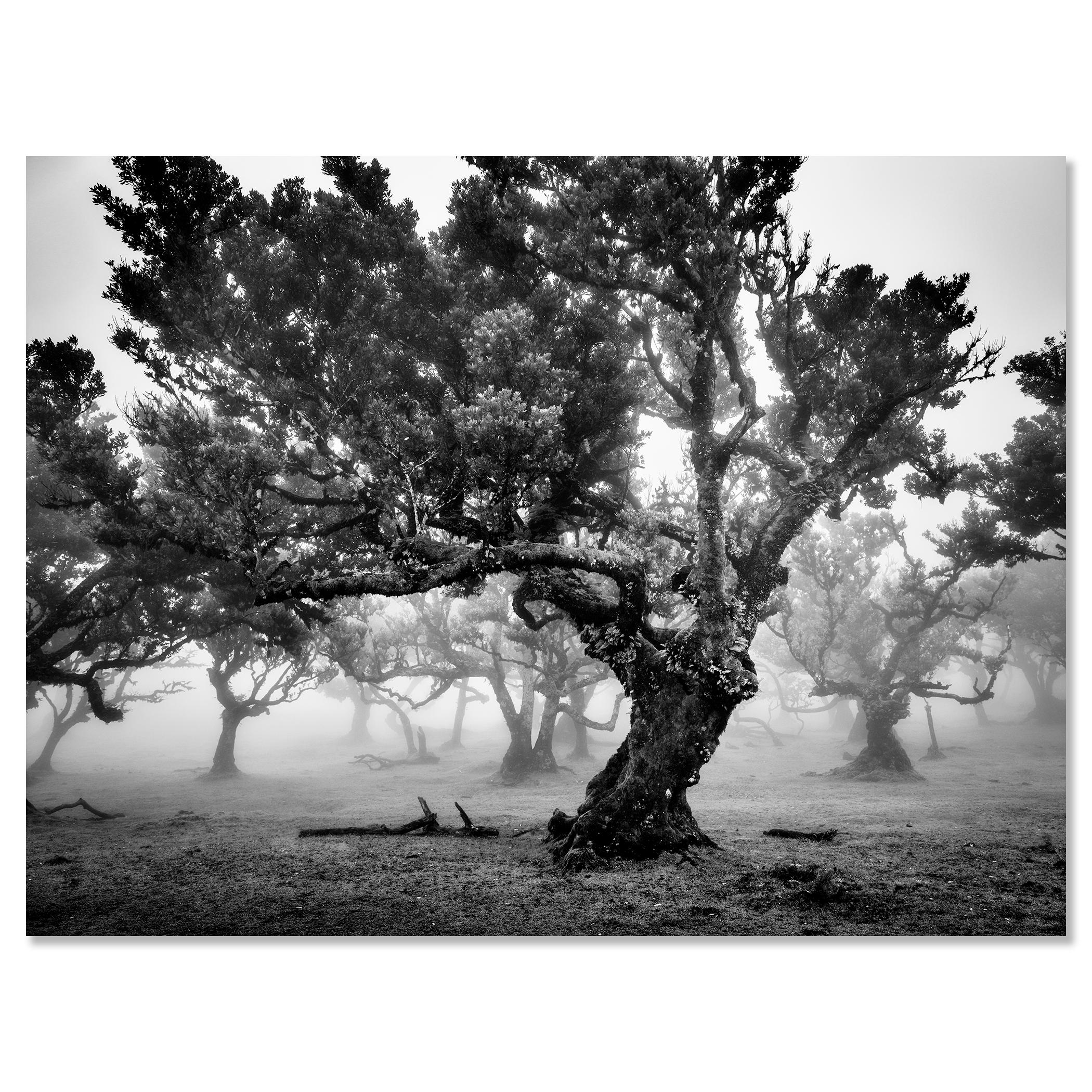 Antiker Laurisilva-Wälder, Nebelbaum, Madeira, Kunstfotografie, Landschaft im Angebot 3