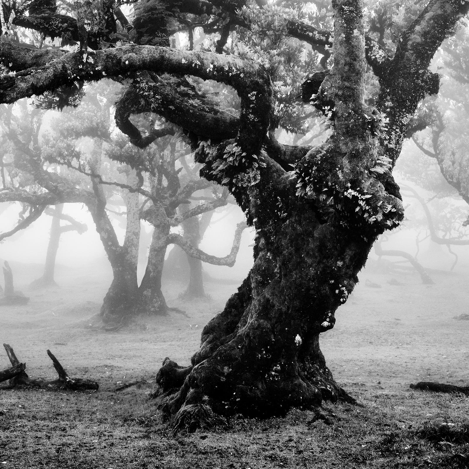 Ancient Laurisilva Forest, foggy tree, Madeira, fine art photography, landscape For Sale 3
