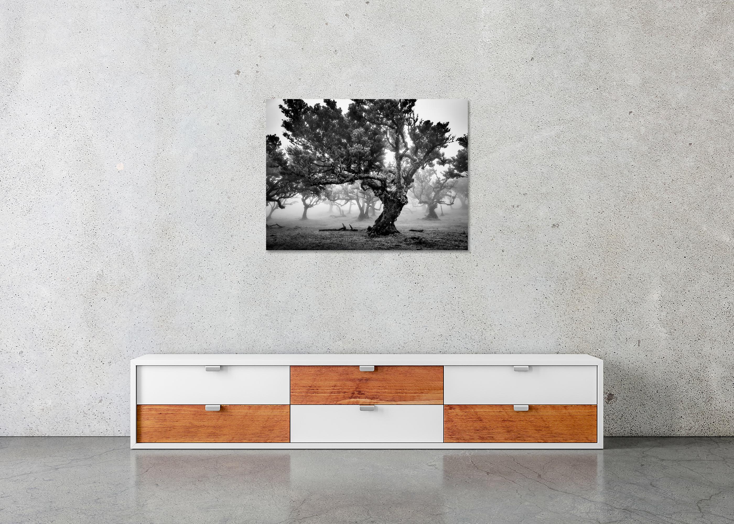 Antiker Laurisilva-Wälder, Nebelbaum, Madeira, Kunstfotografie, Landschaft im Angebot 4