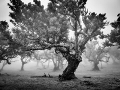 Ancient Laurisilva Forest, foggy tree, Madeira, Fine art photography, landscape