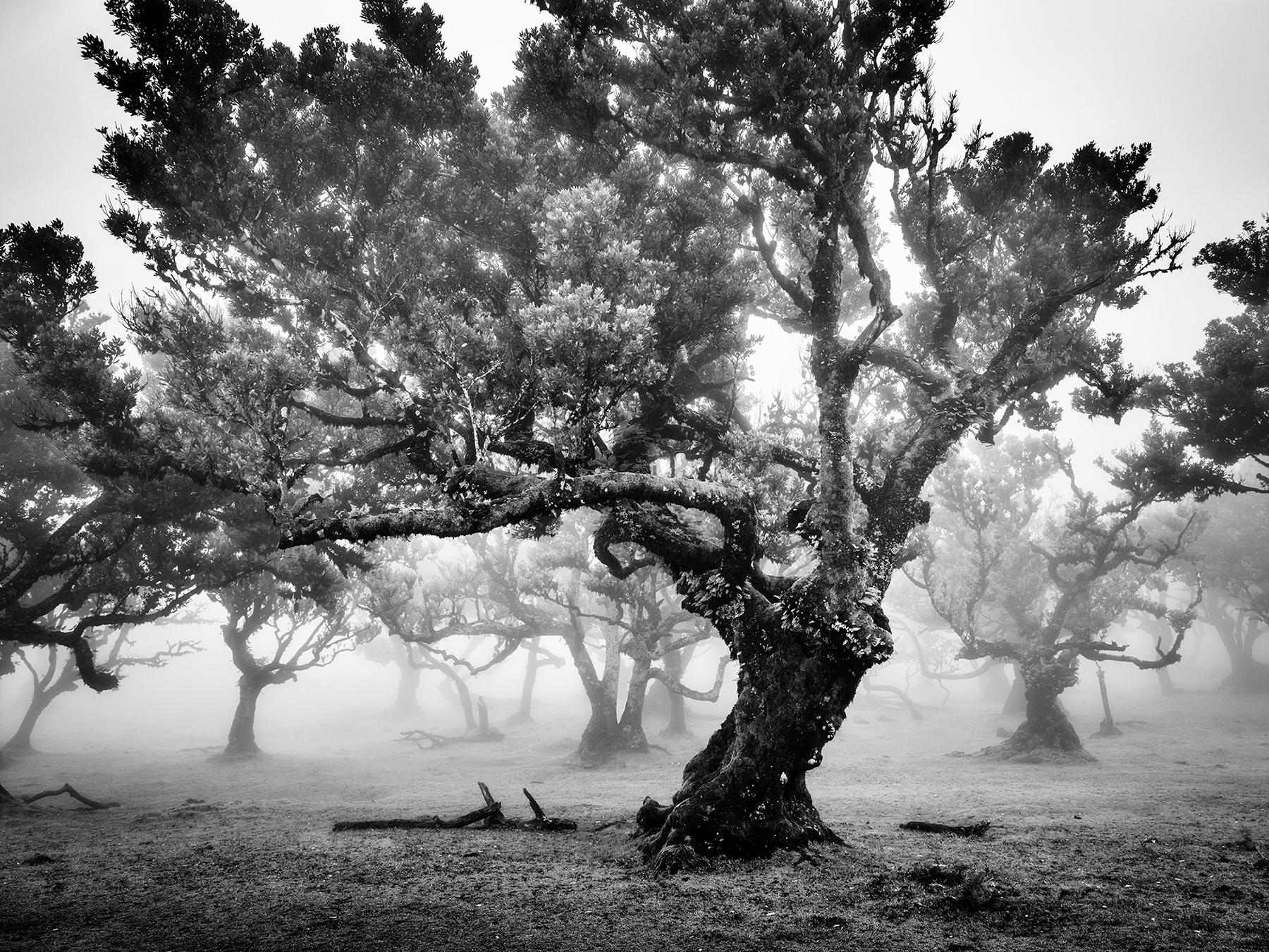 Gerald Berghammer Black and White Photograph - Ancient Laurisilva Forest, foggy tree, Madeira, fine art photography, landscape