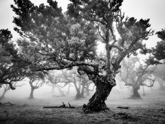 Ancienne forêt de Laurisilva, arbre brouillard, Madeira, photographie d'art, paysage
