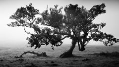 Ancient Laurisilva Forest – Limited Edition Black-and-White Panorama Photograph