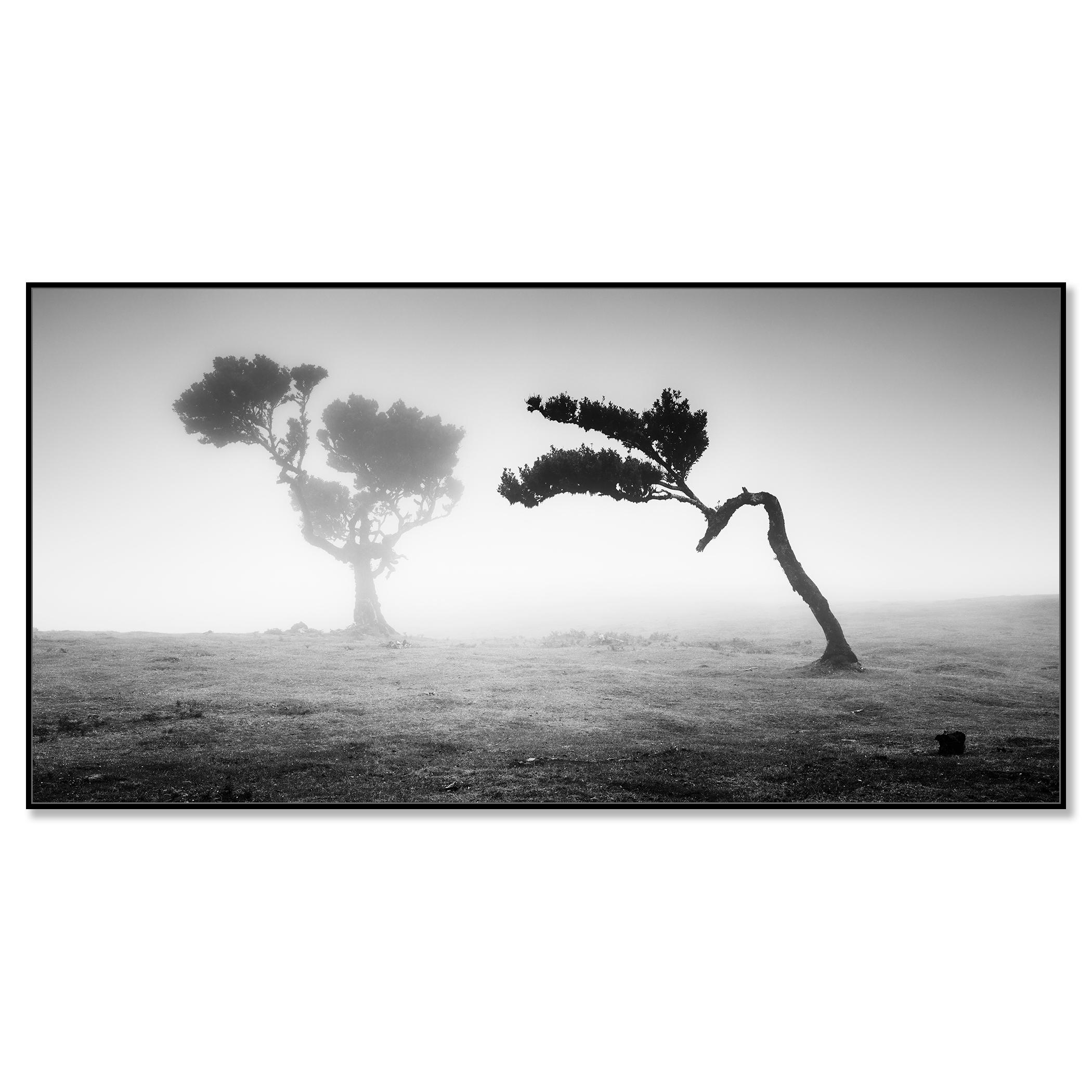 Ancient Laurisilva Forest Madeira, black and white panorama photography - Photograph by Gerald Berghammer
