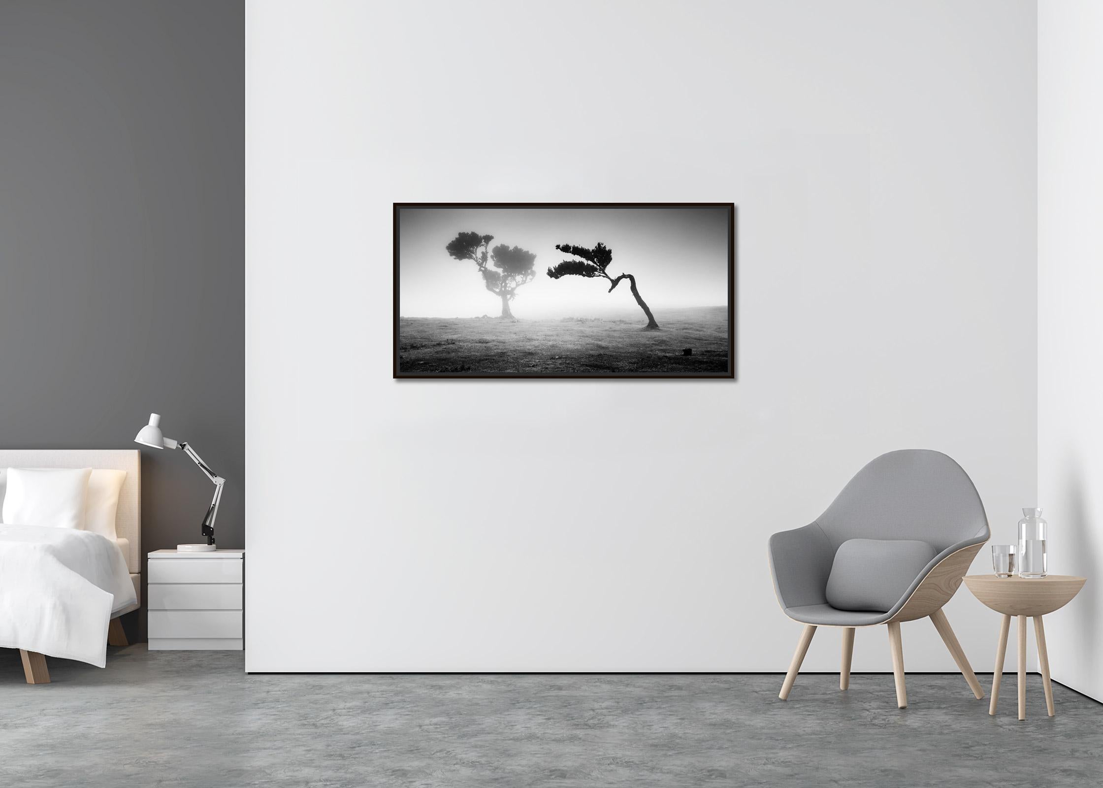 Antike Laurisilva-Wälder, Madeira, Schwarz-Weiß-Kunstfotografie, Landschaft (Minimalistisch), Photograph, von Gerald Berghammer