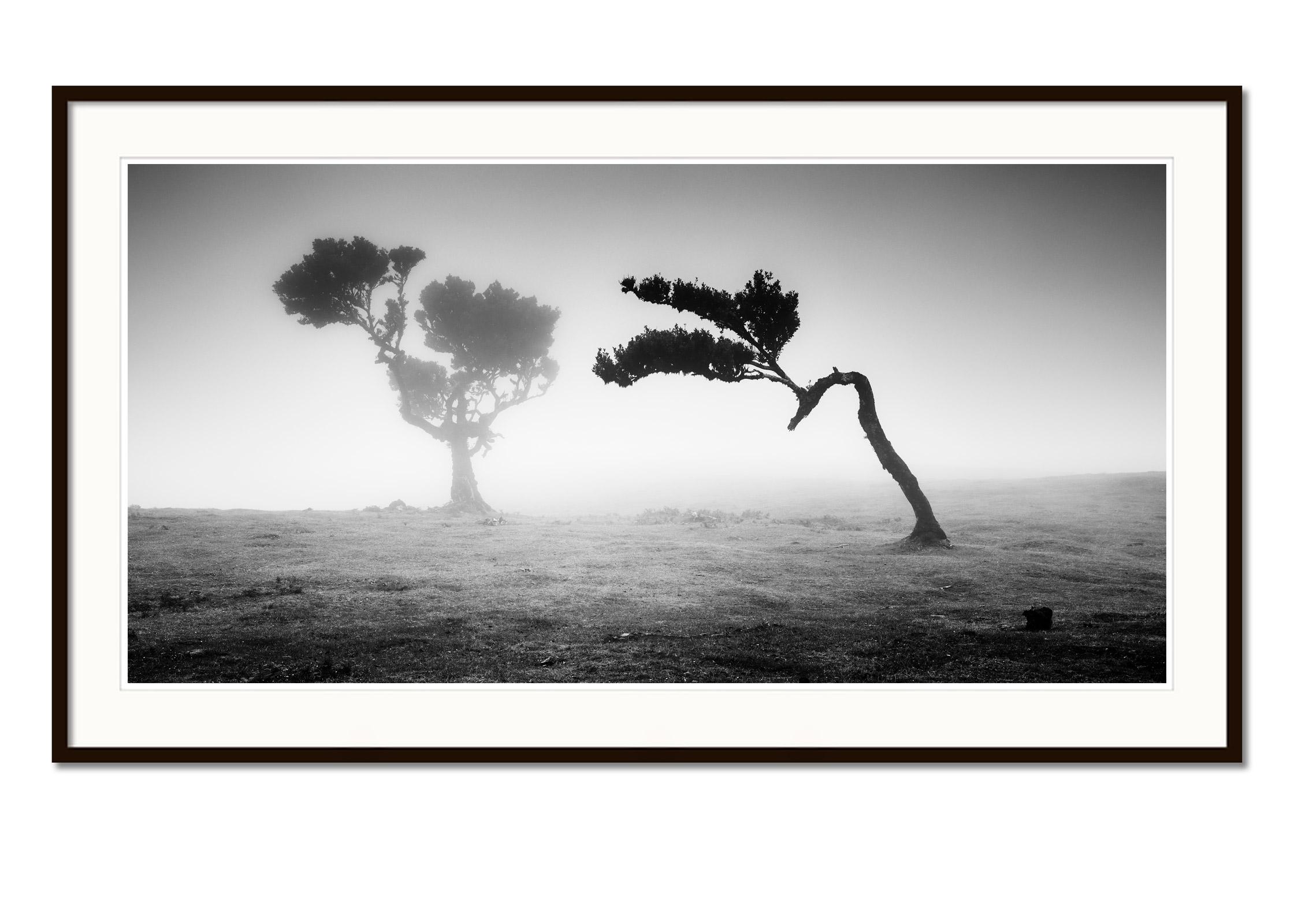 Antike Laurisilva-Wälder, Madeira, Schwarz-Weiß-Kunstfotografie, Landschaft (Grau), Black and White Photograph, von Gerald Berghammer