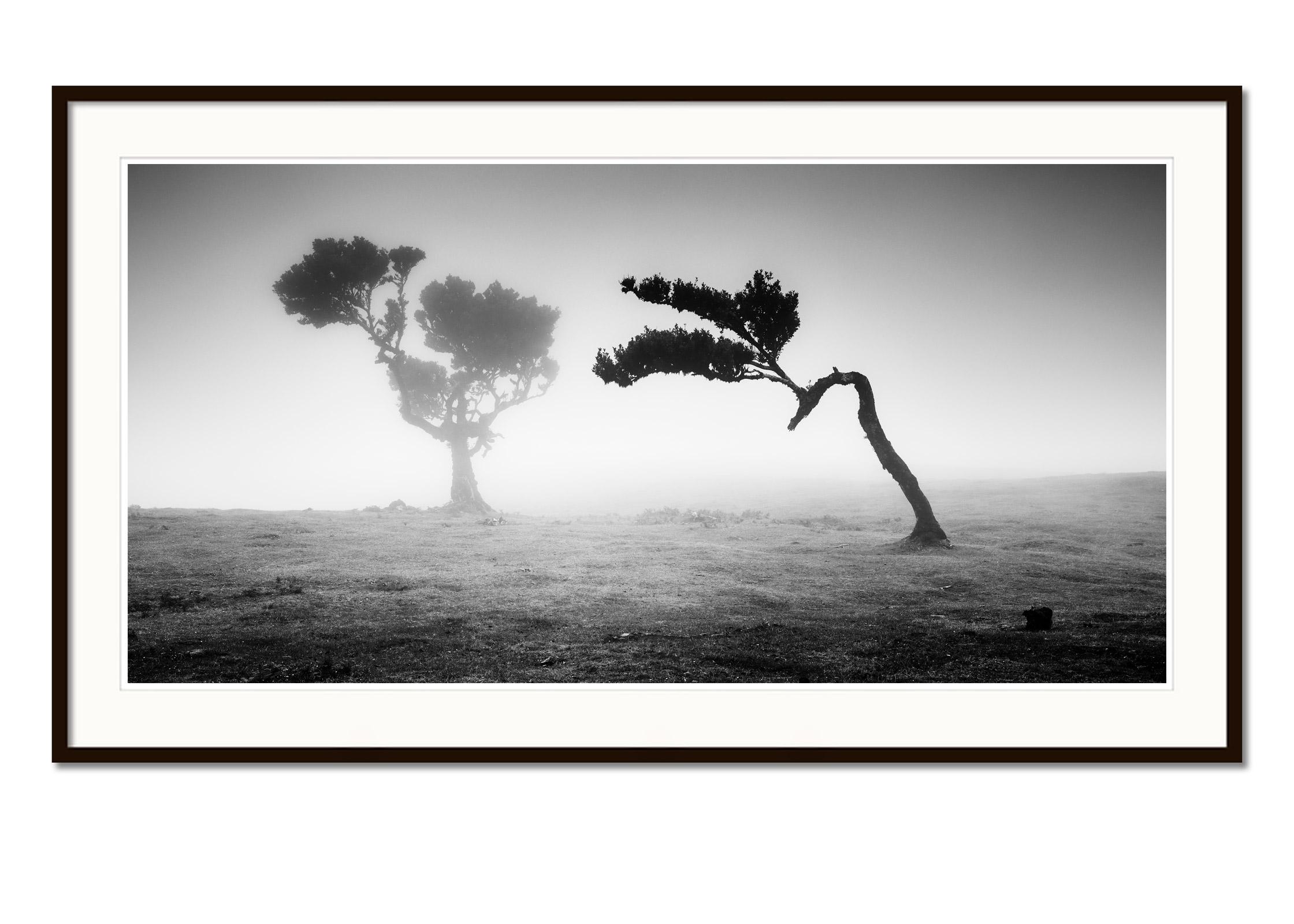 Ancient Laurisilva Forest, Madeira, black and white art photography, landscape - Contemporary Photograph by Gerald Berghammer