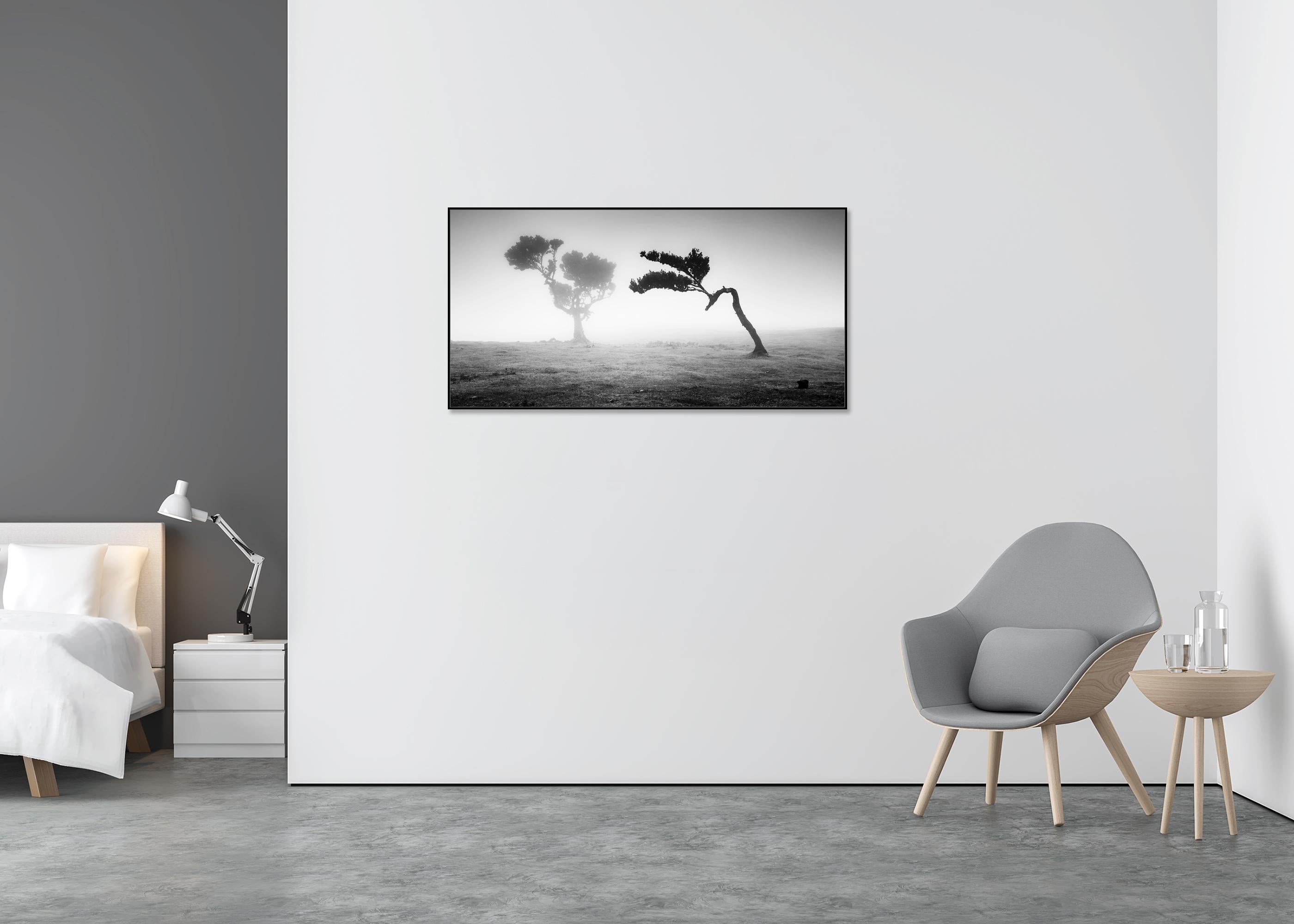 Ancient Laurisilva Forest Madeira, black and white panorama photography - Contemporary Photograph by Gerald Berghammer
