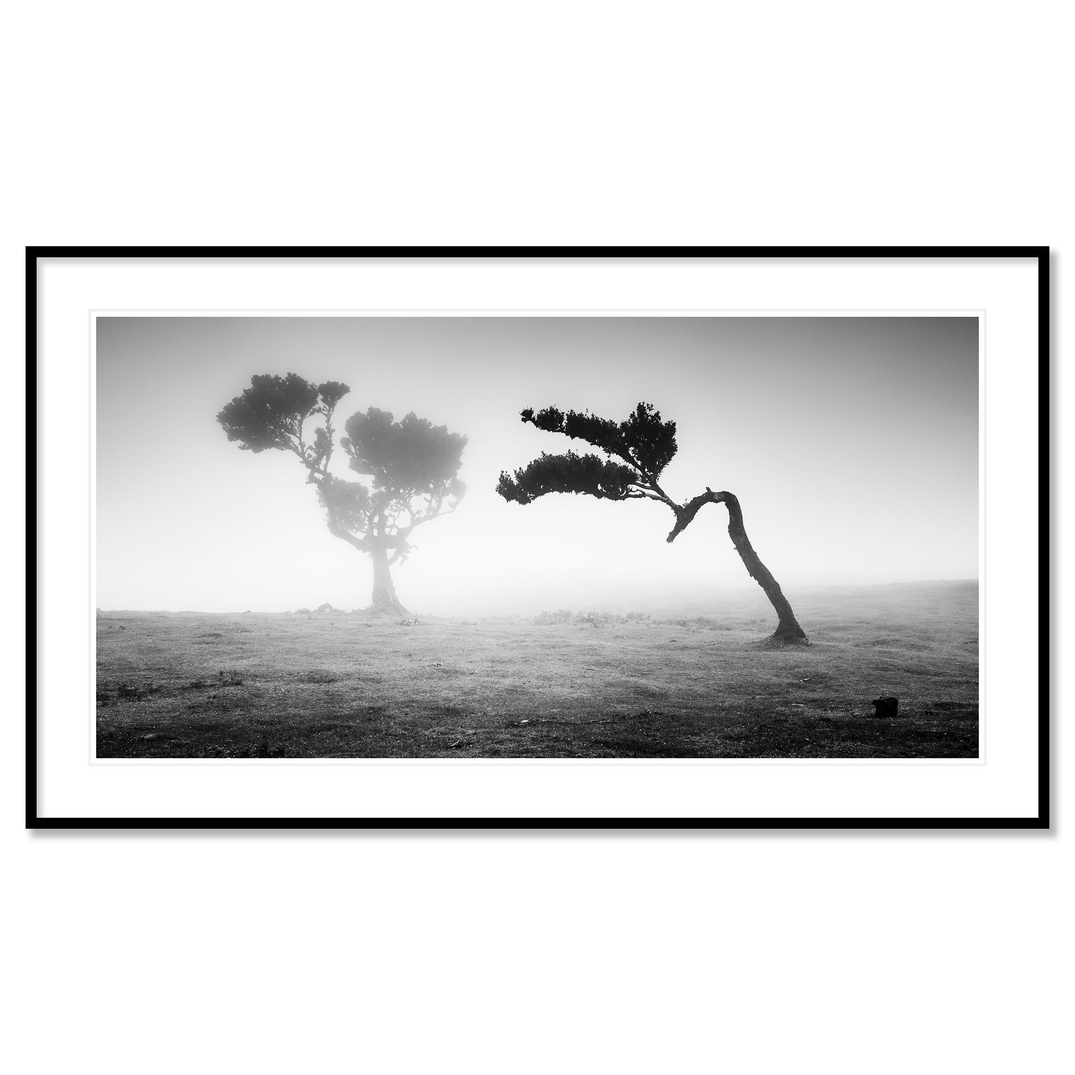 Ancient Laurisilva Forest Madeira, black and white panorama photography - Gray Black and White Photograph by Gerald Berghammer
