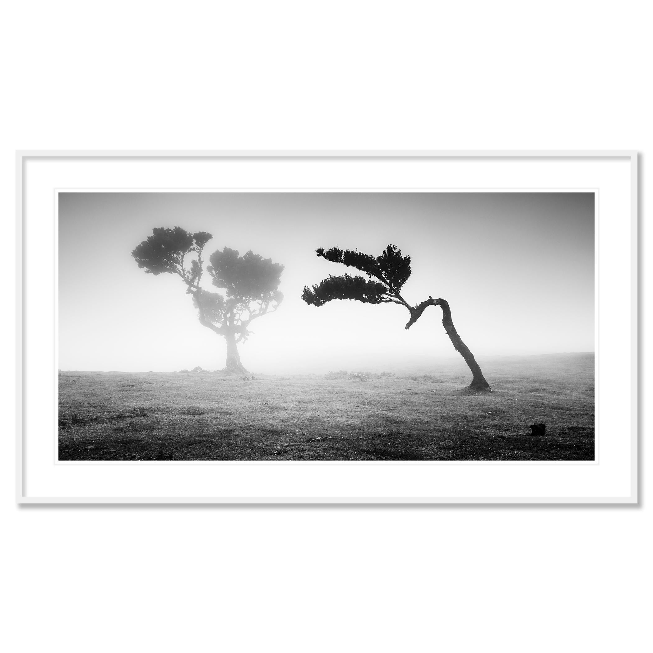 Ancient Laurisilva Forest Study 21, Portugal - no. 21075  Black and white fine art landscape photography. 
Archival pigment ink print as part of a limited edition of 9. All Gerald Berghammer prints are made to order in limited editions on