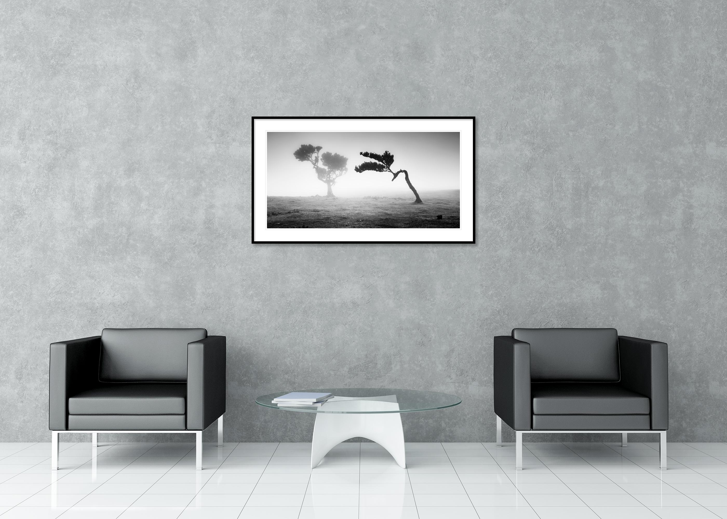 Ancient Laurisilva Forest Madeira, black and white panorama photography For Sale 1