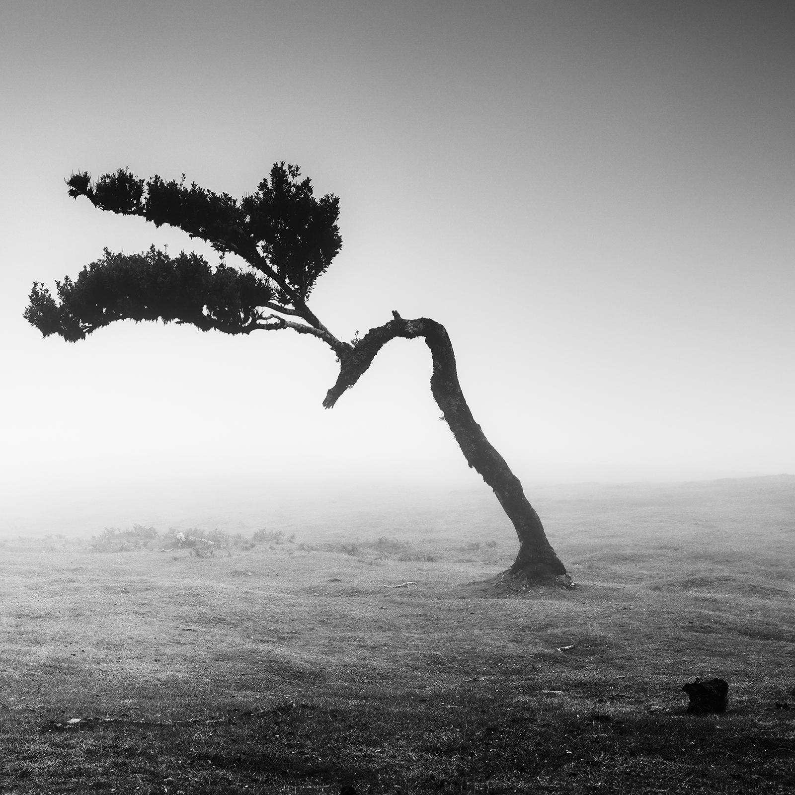 Ancient Laurisilva Forest, Madeira, black and white art photography, landscape For Sale 2