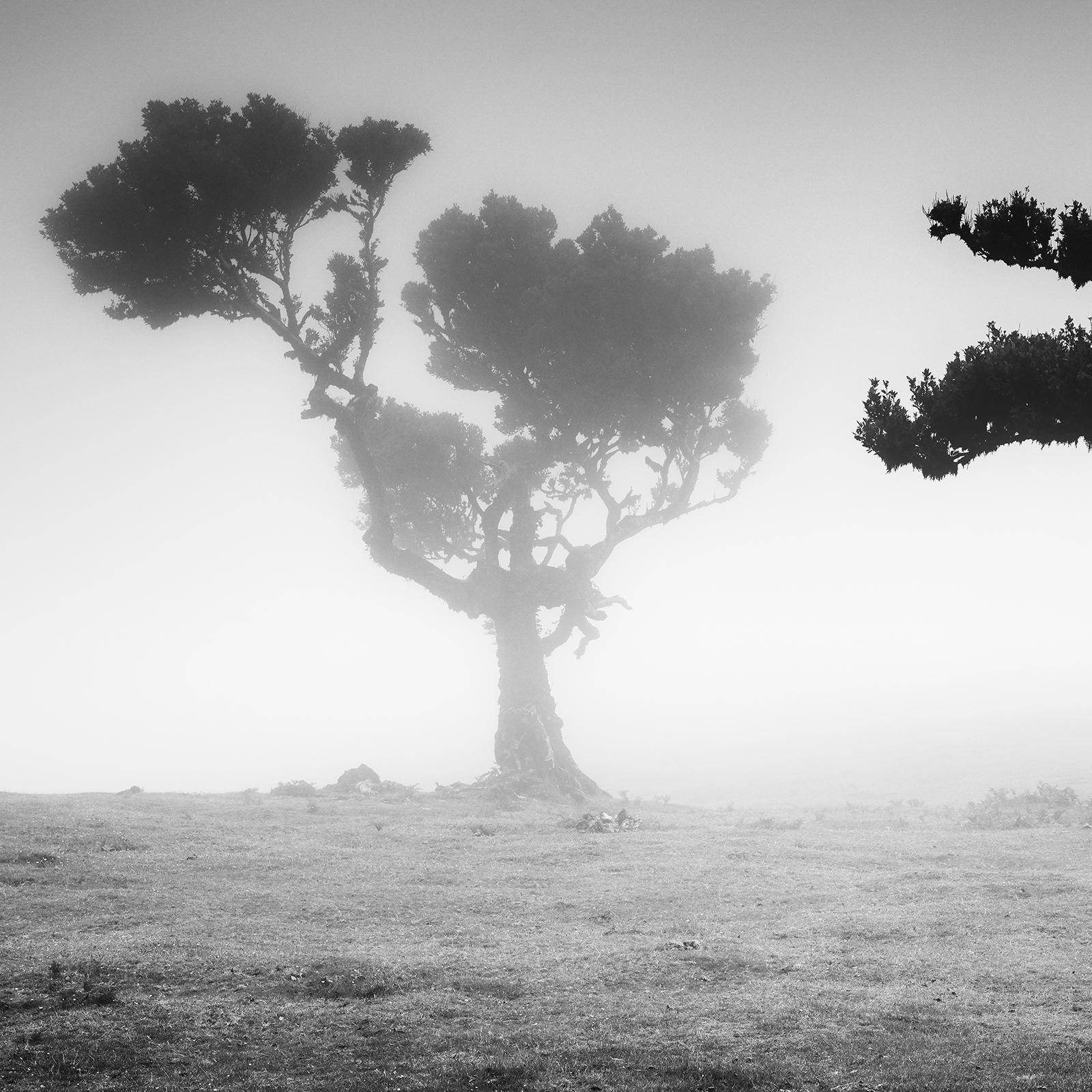 Ancient Laurisilva Forest, Madeira, black and white art photography, landscape For Sale 3