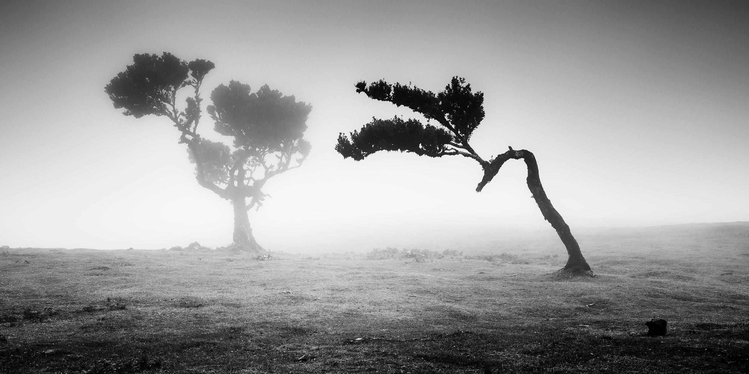 Ancient Laurisilva Forest, Madeira, black and white art photography, landscape