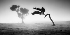 Ancient Laurisilva Forest, Madeira, black and white art photography, landscape
