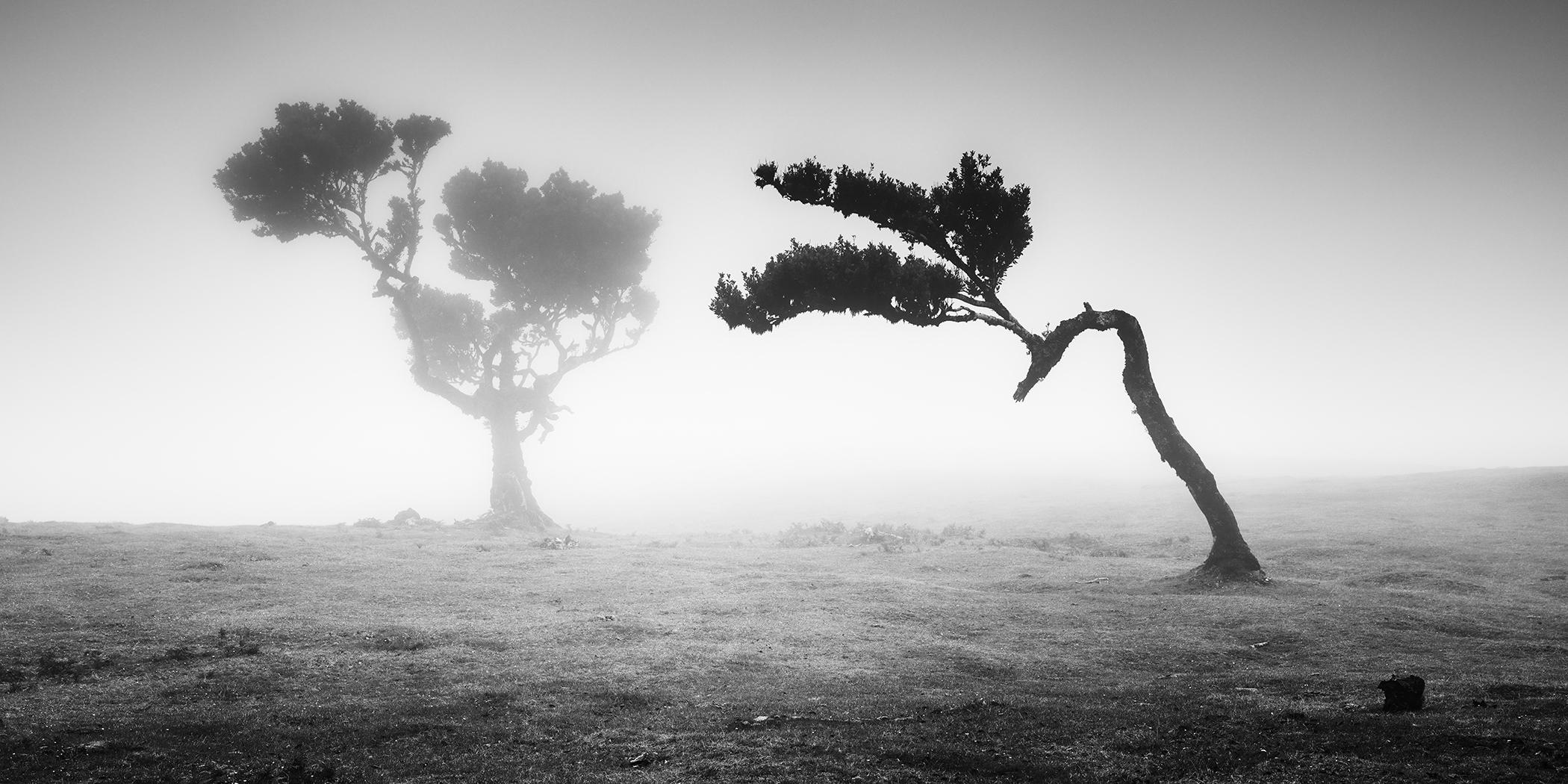 Bosque antiguo de Laurisilva, Madeira, fotografía artística en blanco y negro, paisaje