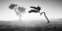 Bosque antiguo de Laurisilva, Madeira, fotografía artística en blanco y negro, paisaje