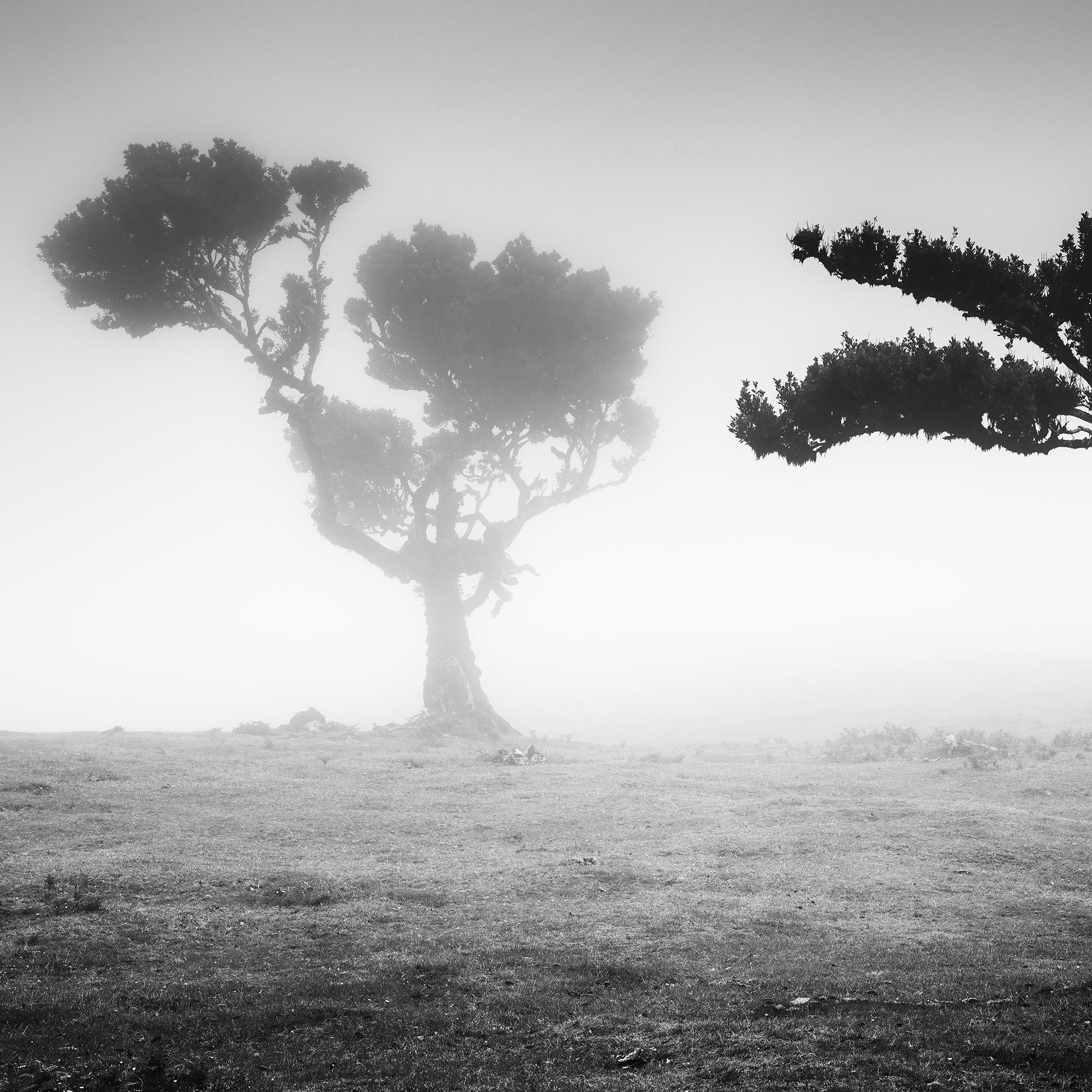 Ancient Laurisilva Forest Madeira, black and white panorama photography For Sale 4
