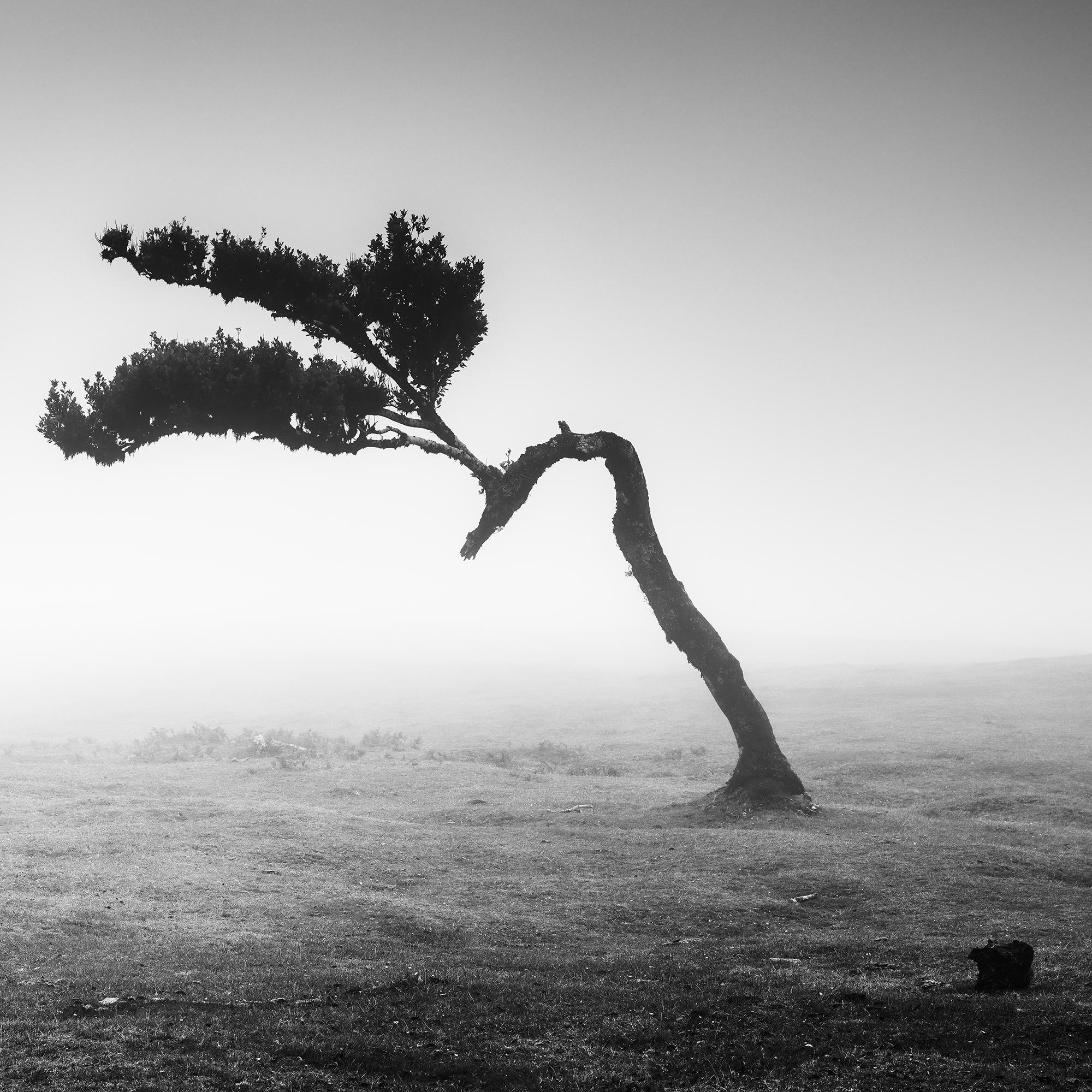 Ancient Laurisilva Forest Madeira, black and white panorama photography For Sale 5