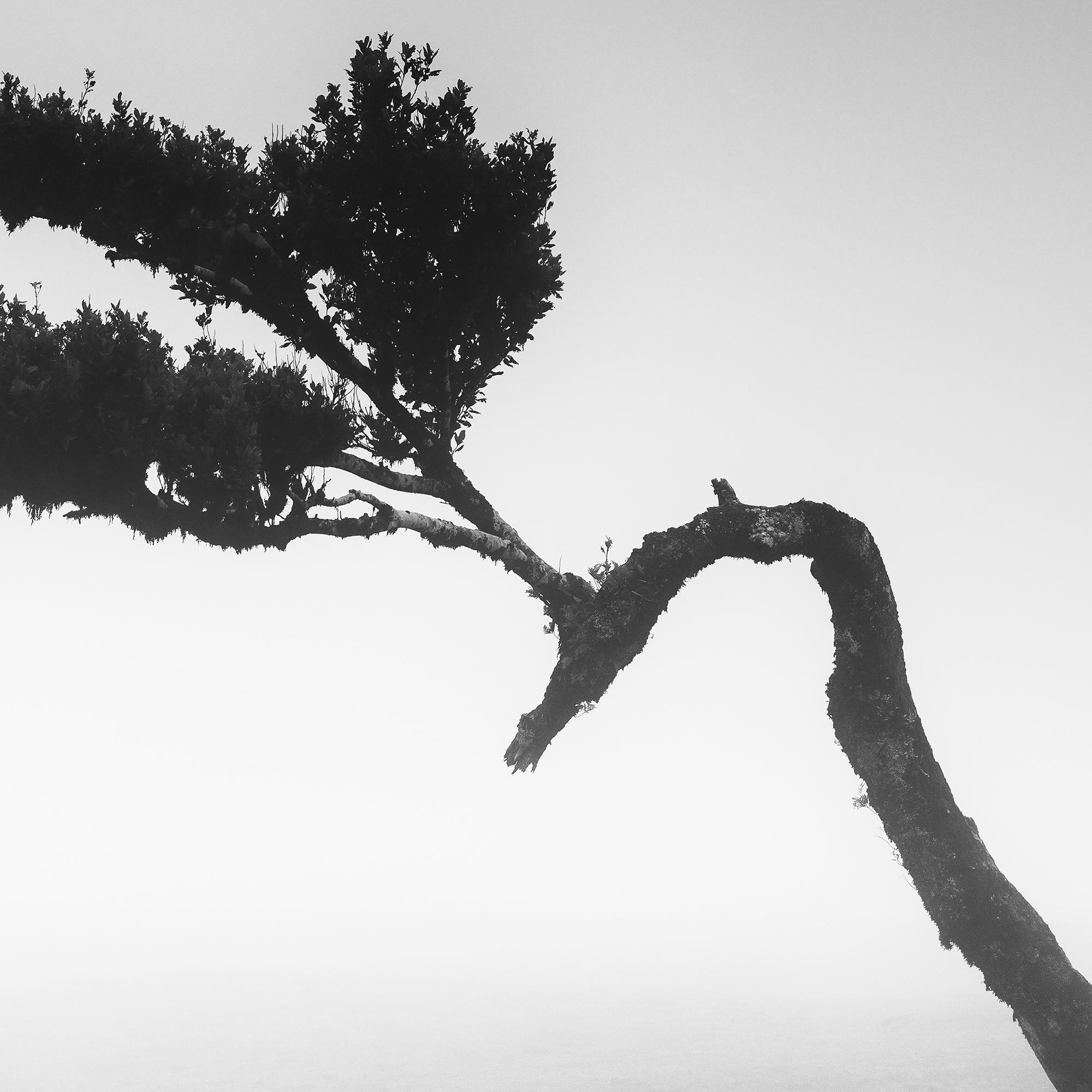 Ancient Laurisilva Forest Madeira, black and white panorama photography For Sale 6