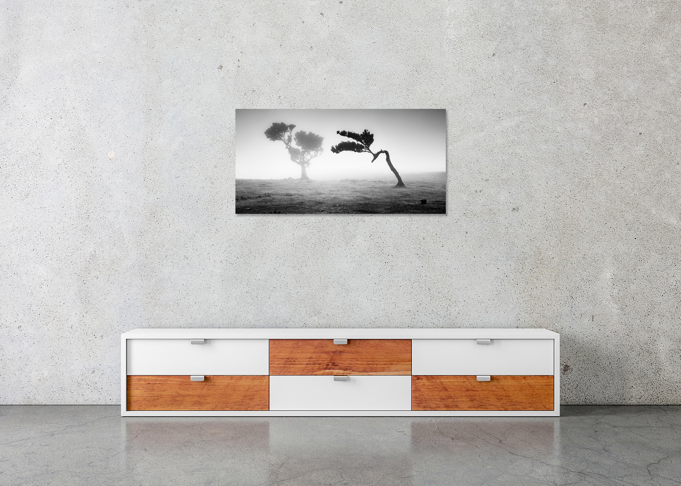 Ancient Laurisilva Forest Madeira, black and white panorama photography For Sale 3
