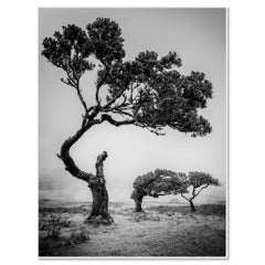 Ancient Laurisilva Forest, Madeira – Black & White Large Photograph – 55"x73"