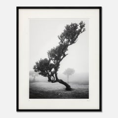 Ancient Laurisilva Forest, Madeira, Portugal, black and white cityscape, framed