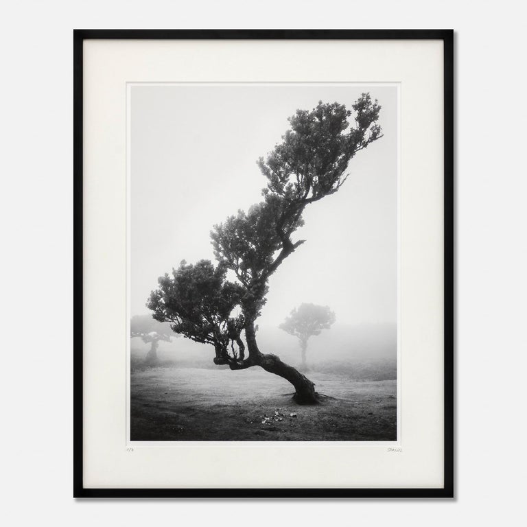 Gerald Berghammer Black and White Photograph - Ancient Laurisilva Forest, Madeira, Portugal, black and white cityscape, framed