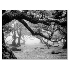 Madeira Laurisilva Forest – Mystical Tree Avenue – Black and White Photograph