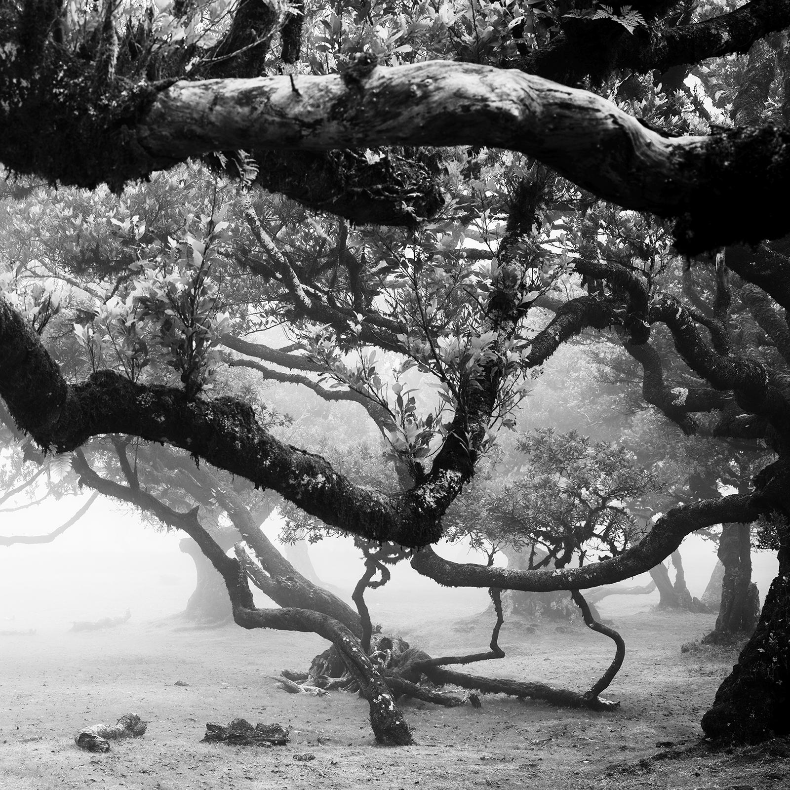 Ancient Laurisilva Forest, magical trees, black and white landscape photography For Sale 6