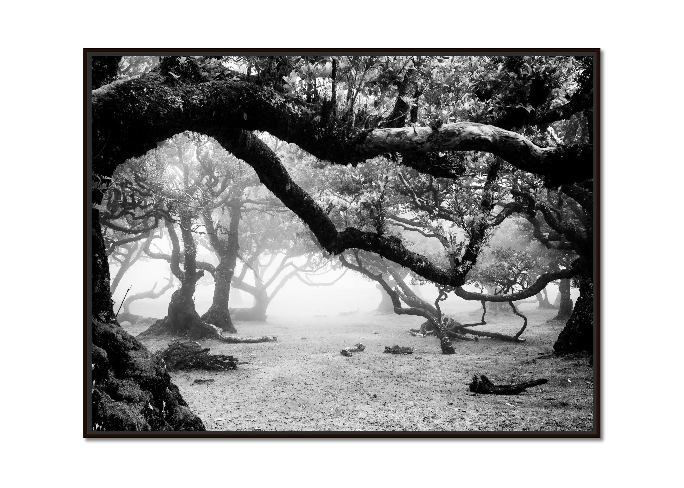 Ancient Laurisilva Forest, magical trees, black and white landscape photography - Photograph by Gerald Berghammer