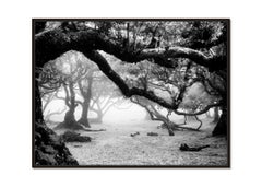 Ancient Laurisilva Forest - magical trees - black and white landscape