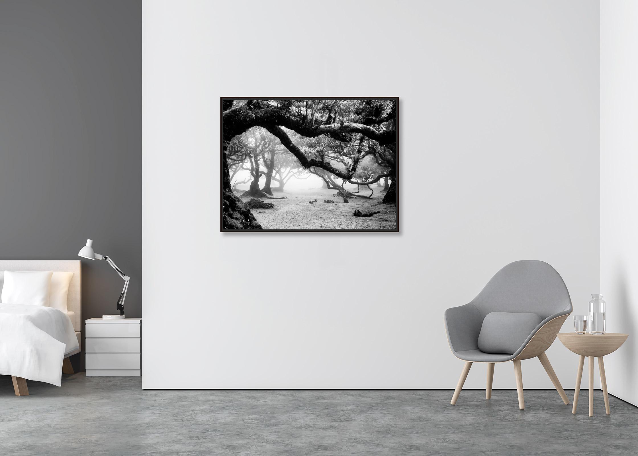 Ancient Laurisilva Forest, magical trees, black and white landscape photography - Contemporary Photograph by Gerald Berghammer