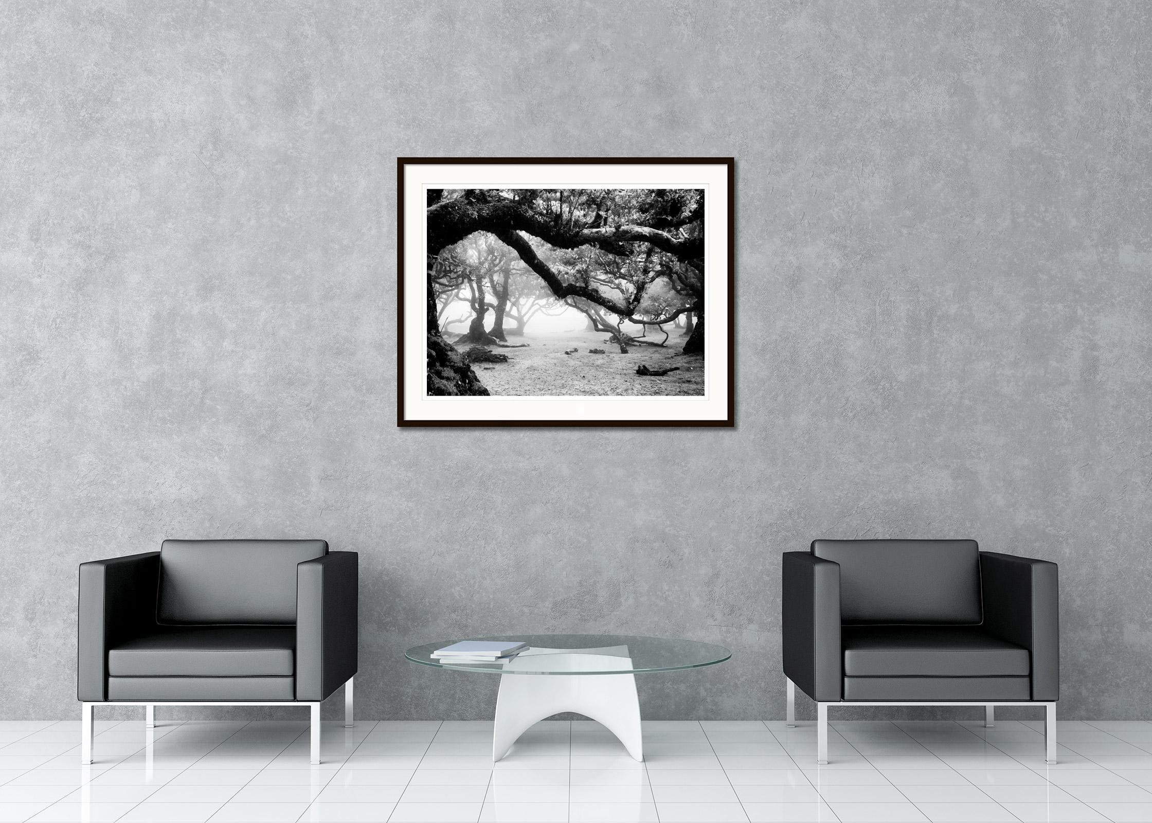 Ancient Laurisilva Forest, magical trees, black and white landscape photography For Sale 1