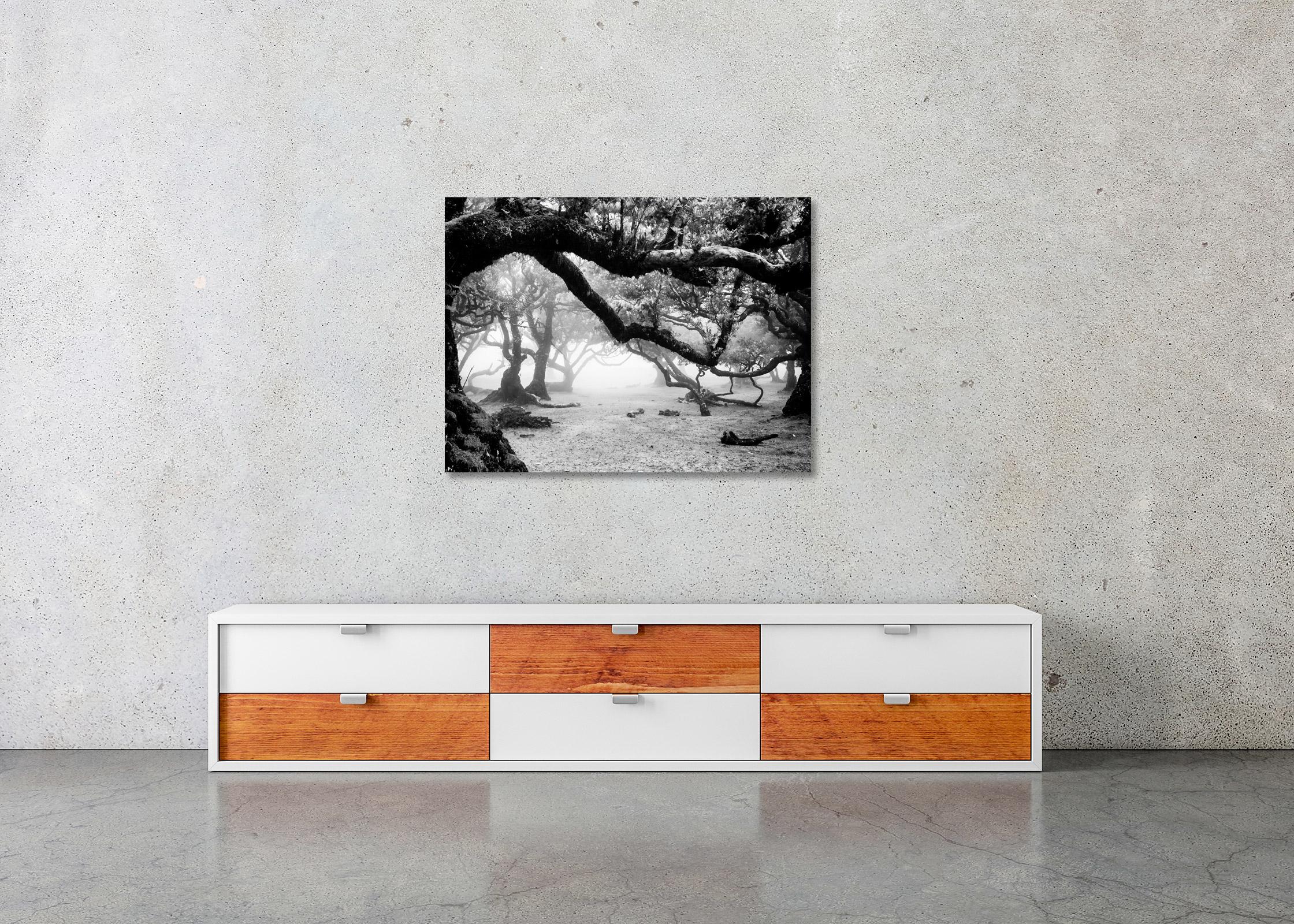 Ancient Laurisilva Forest, magical trees, black and white landscape photography For Sale 3