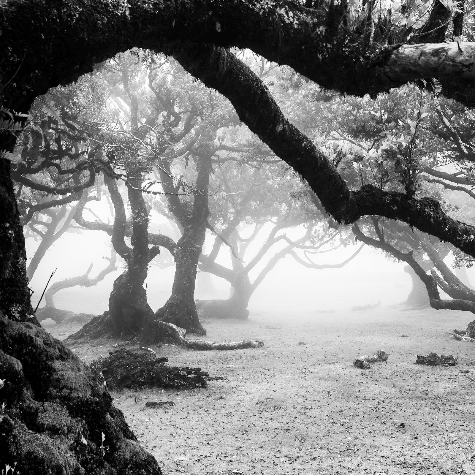 Ancient Laurisilva Forest, magical trees, black and white landscape photography For Sale 4