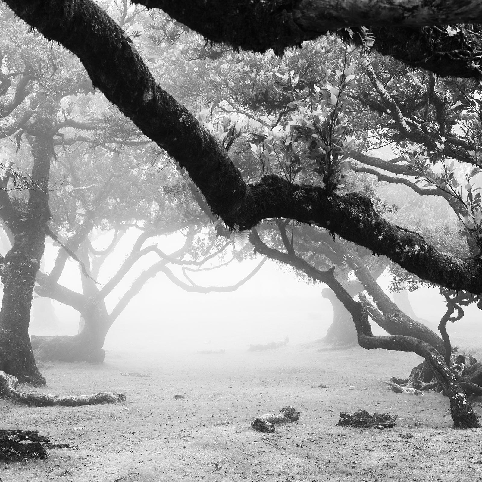 Ancient Laurisilva Forest, magical trees, black and white landscape photography For Sale 5