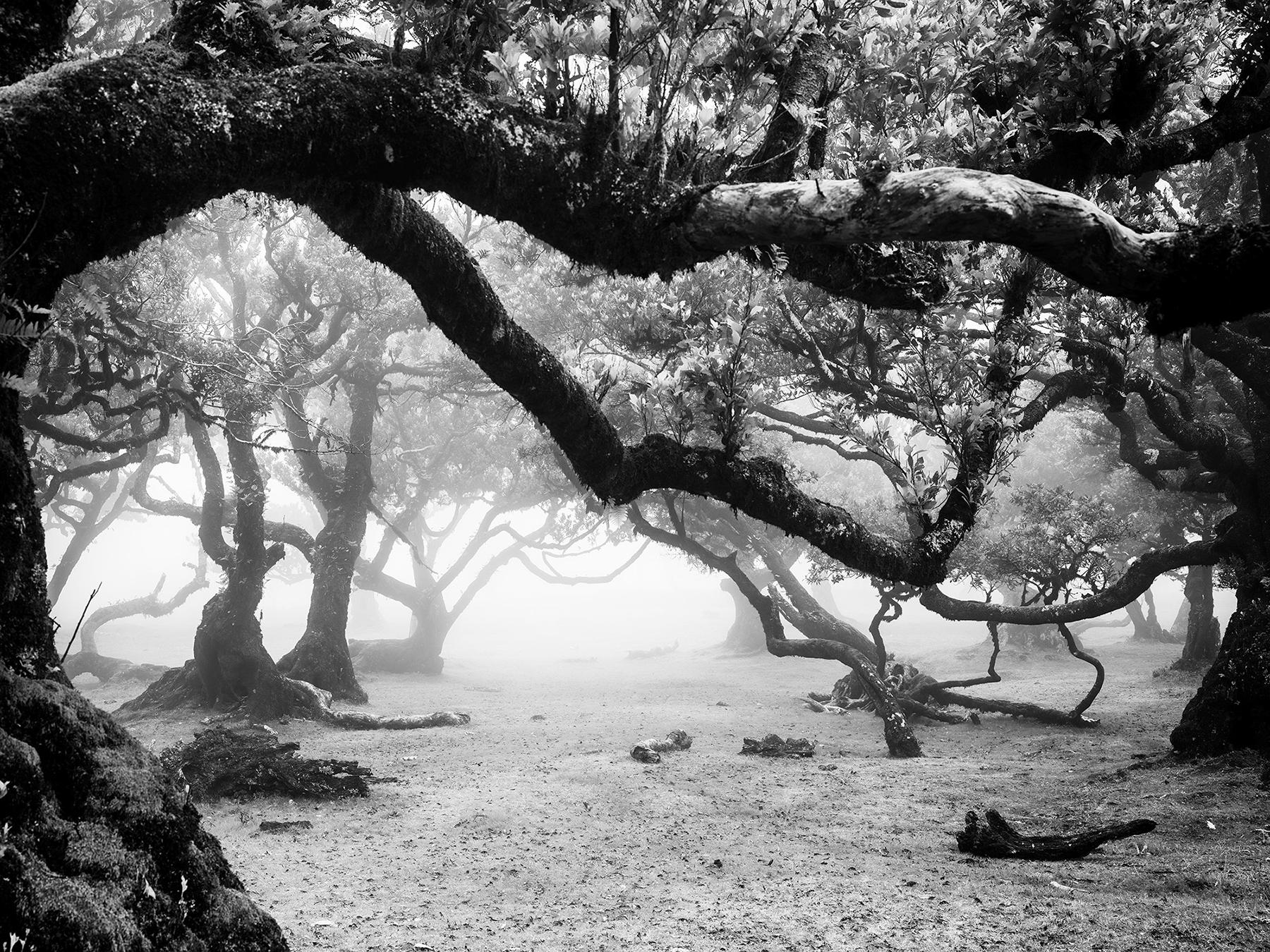 Gerald Berghammer Landscape Photograph - Ancient Laurisilva Forest, magical trees, black and white landscape photography