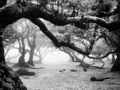 Ancient Laurisilva Forest, magical trees, black and white landscape photography