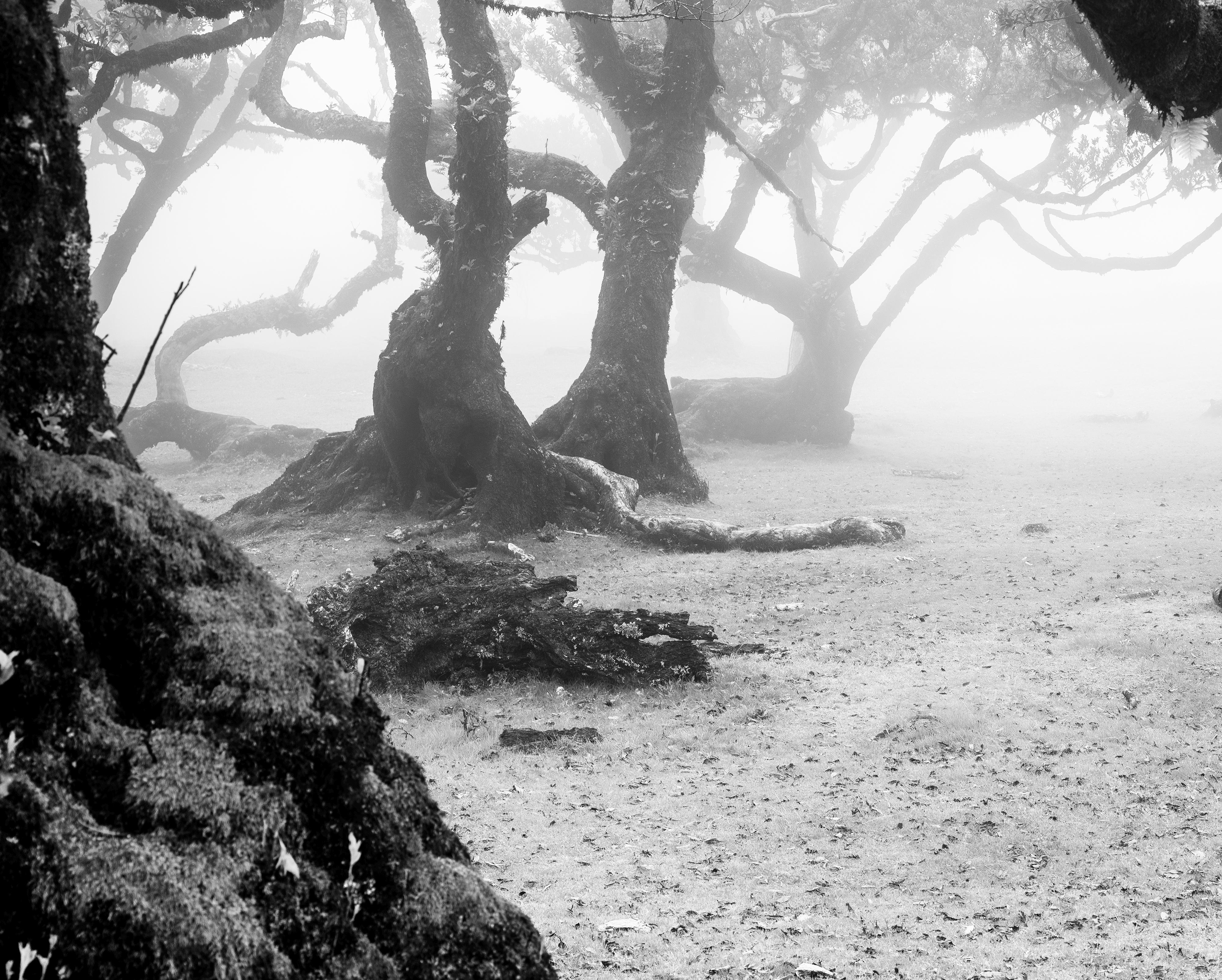 Ancient Laurisilva Forest, misty, magical trees, Madeira, B&W landscape print For Sale 5
