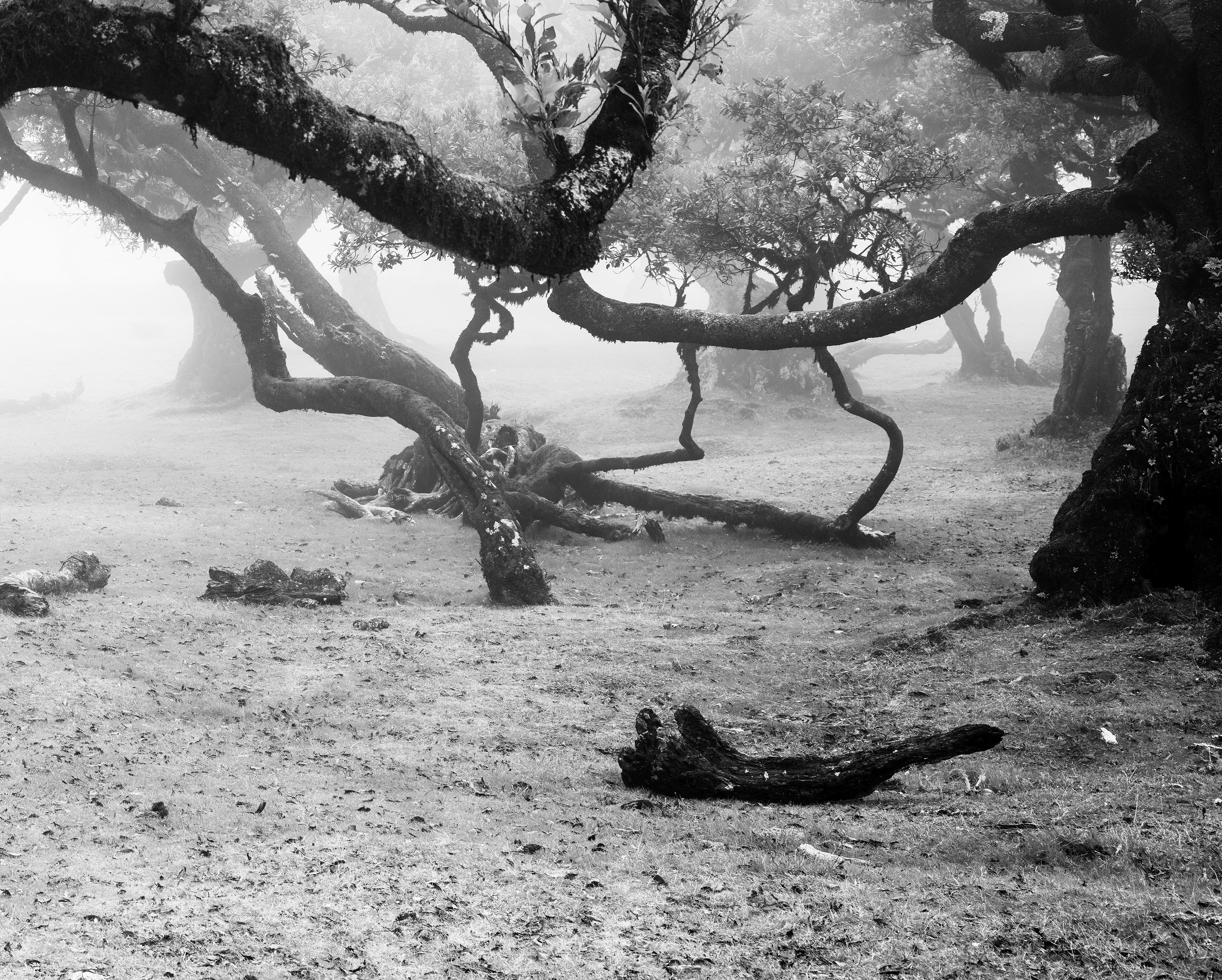 Ancient Laurisilva Forest, misty, magical trees, Madeira, B&W landscape print For Sale 6